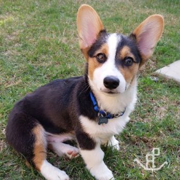 Pembroke Welsh Corgi Dogs | Corgis | Expressions of Grace Corgis