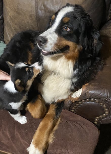 corgi bernese mountain dog